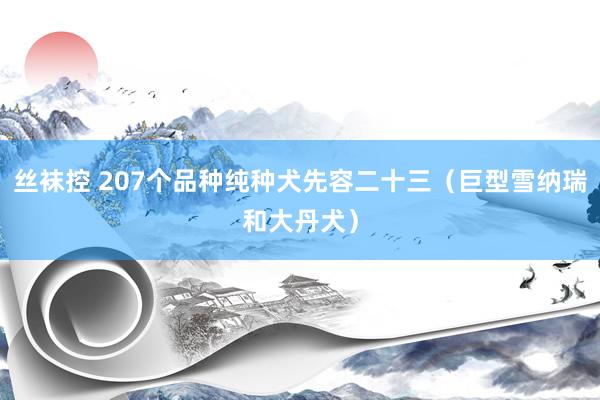 丝袜控 207个品种纯种犬先容二十三（巨型雪纳瑞和大丹犬）