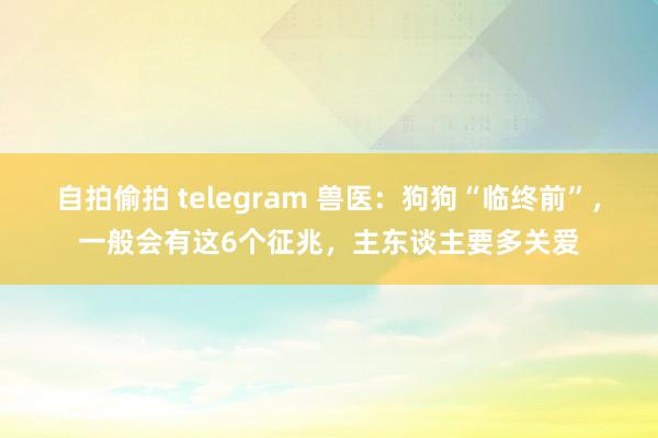 自拍偷拍 telegram 兽医：狗狗“临终前”，一般会有这6个征兆，主东谈主要多关爱